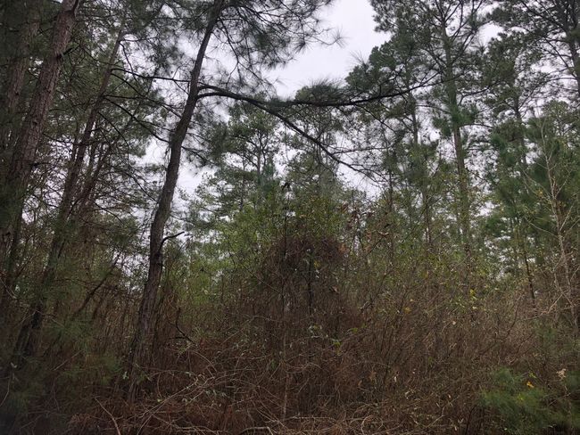 View of landscape featuring a wooded view | Image 6