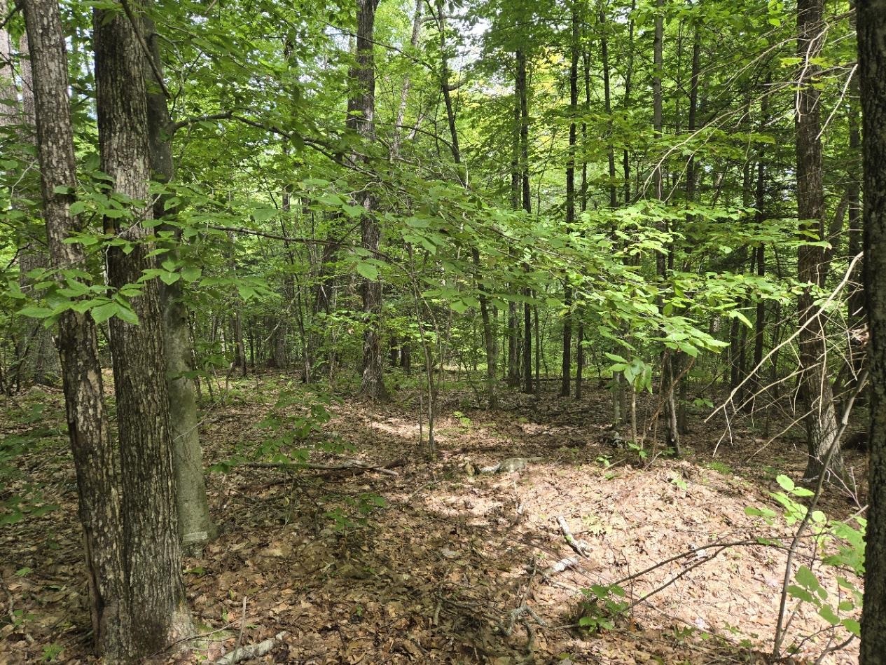 Land in Rockingham 2