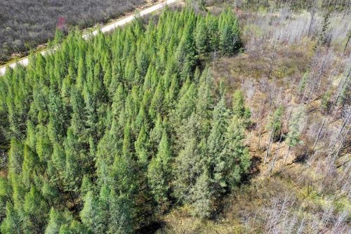 +/-76.79 Acres Wellington Lake Drive, Greenwood, WI, 54451 | Card Image