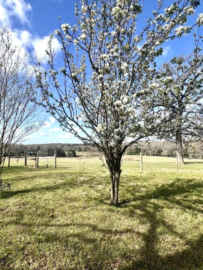 View of yard with a rural view | Image 27