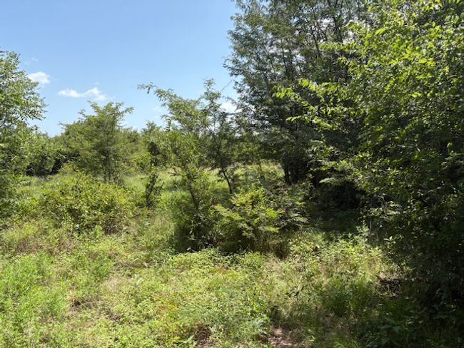 View of wooded area | Image 9