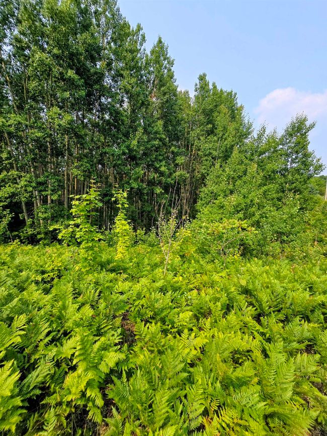 1937140-02f50513-d4d8-4517-9df6-0f9d4aa35178.JPG | Image 11