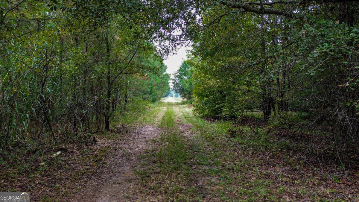 Land in Oglethorpe 4