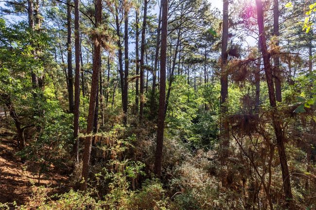 View of woods | Image 21