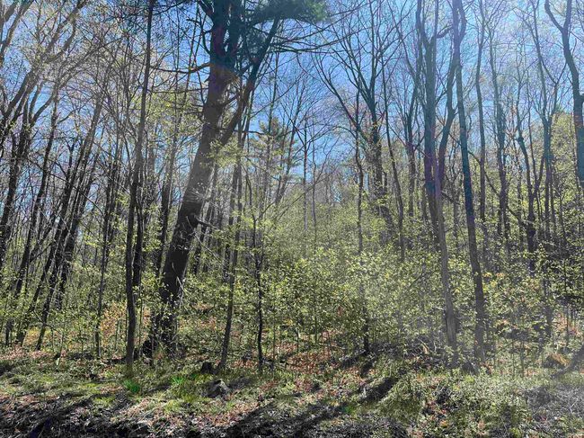 00 Vt Route 103, Home with 0 bedrooms, 0 bathrooms and null parking in Wallingford VT | Image 18