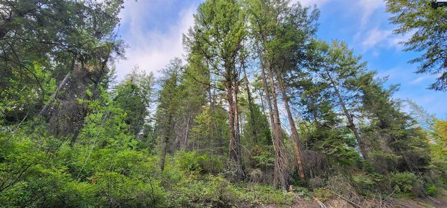 1555 Comstock Mine Rd, Home with 0 bedrooms, 0 bathrooms and null parking in Colville WA | Image 8