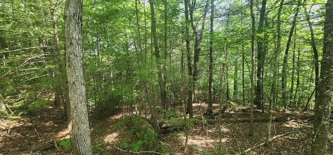 20 Bluff View Loop, Home with 0 bedrooms, 0 bathrooms and null parking in Allardt TN | Image 10