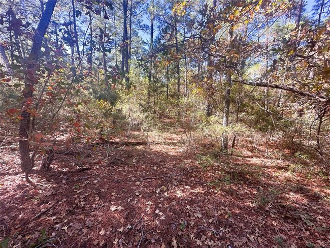 000 Pine Hollow Dr, Home with 0 bedrooms, 0 bathrooms and null parking in Bastrop TX | Image 5