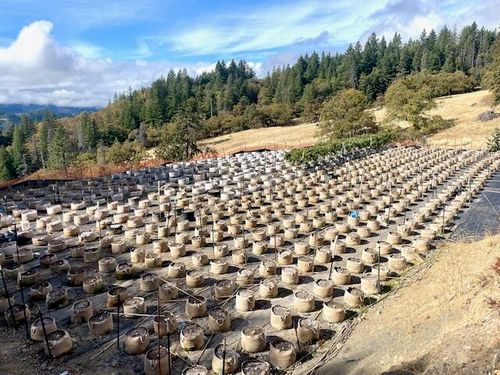 20 +/- Acres Burr Valley Road, Dinsmore, CA, 95526 | Card Image