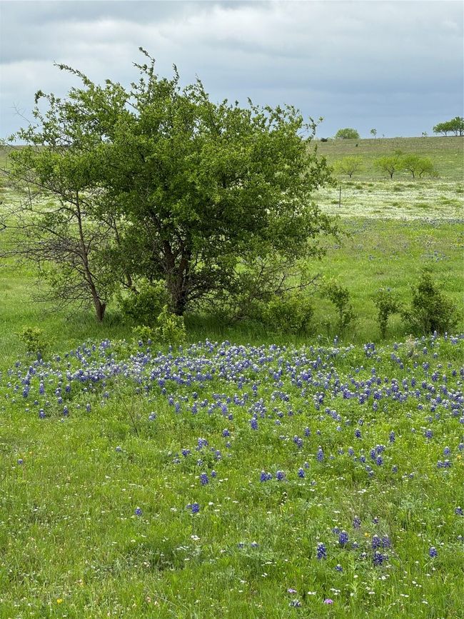 View of nature with a rural view | Image 12