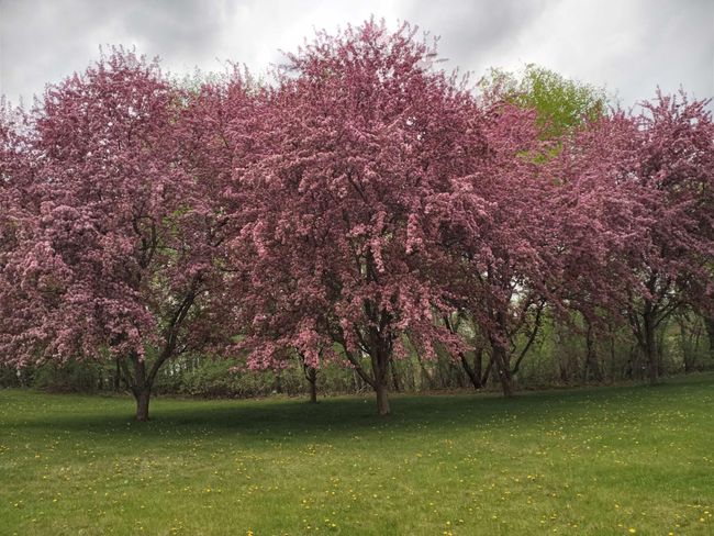 Wake up to a beautiful backyard view of trees blooming each spring. | Image 54