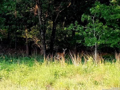 2404 County Road 320, Floresville, TX, 78114 | Card Image