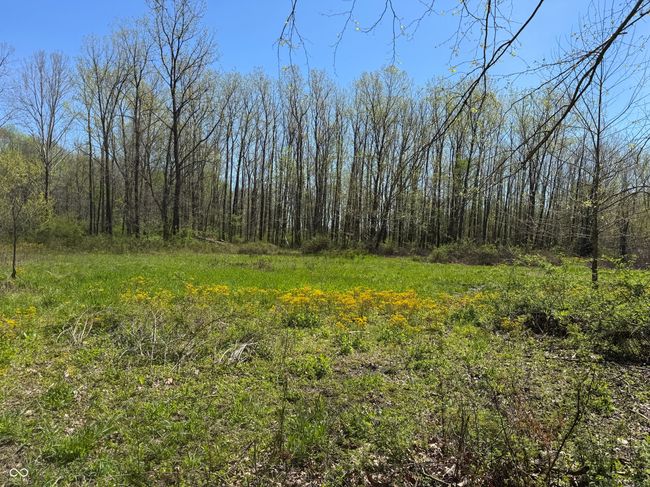 view of nature featuring a view of trees | Image 32