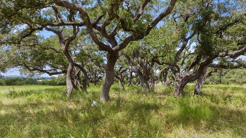 1-Lot 1 Legacy Hills Dr, Johnson City, TX, 78636 | Card Image