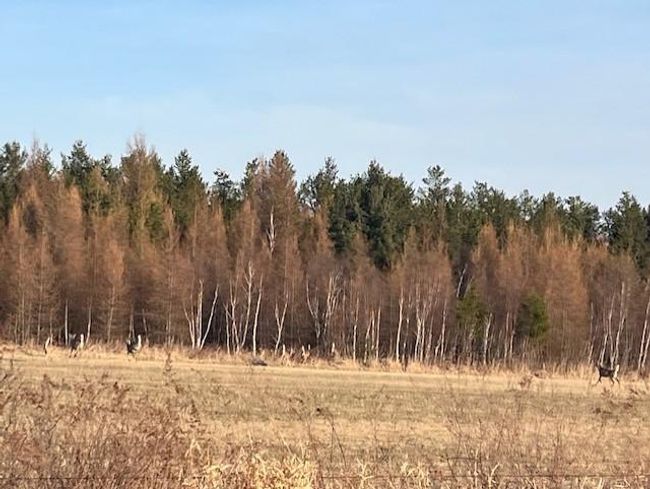 Deer in area | Image 10