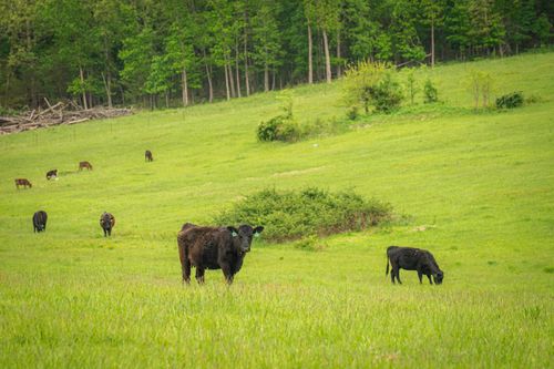 11205 Claxton Rd, Falcon, MO, 65470-9114 | Card Image