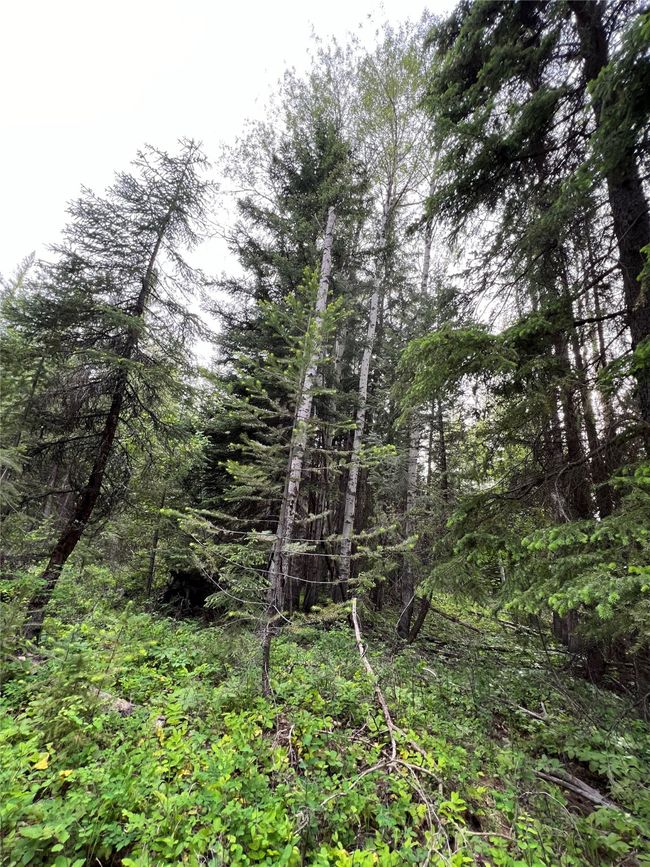 small meadows ready fro exploration | Image 122