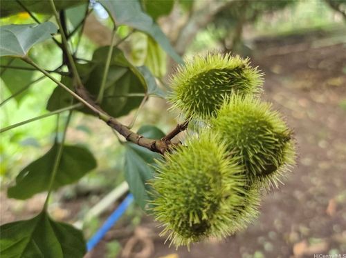 86f-94-1100 Kunia Rd, Waipahu, HI, 96797 | Card Image