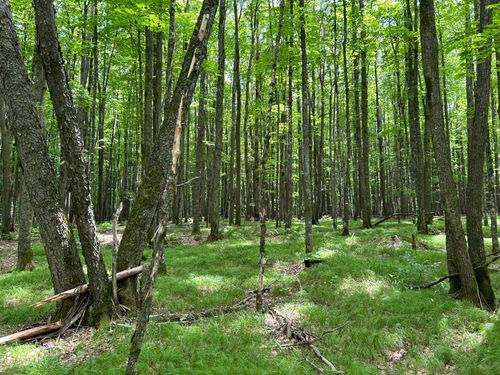 Lot 45 Big Cub Trl, Laona, WI, 54541 | Card Image