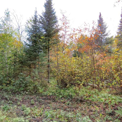 xxx County Highway 8, Finland, MN, 55603 | Card Image