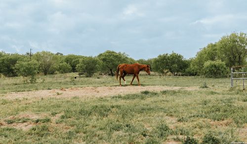 1065 Fm 477, Seguin, TX, 78155-1046 | Card Image