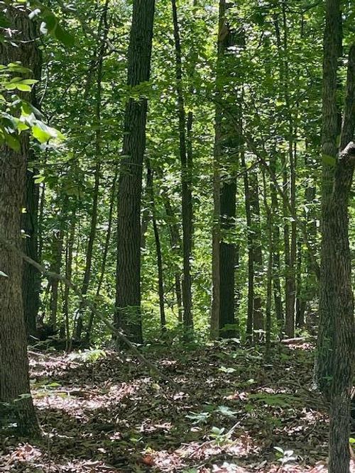 L42a & 43a Eaglecrest Rd, Cape Fair, MO, 65624 | Card Image