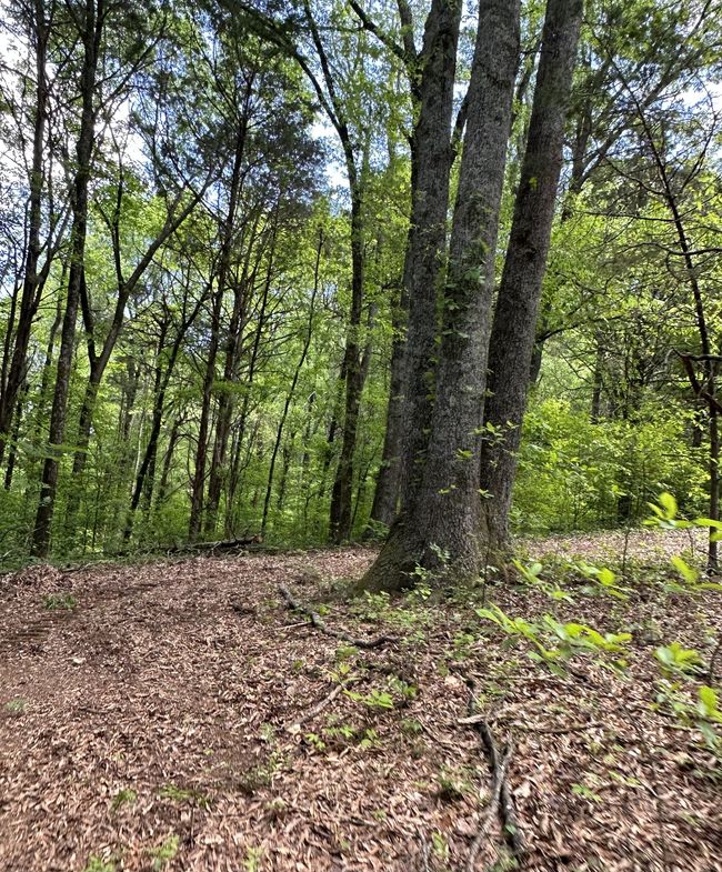 66 Thompson Hollow Rd, Home with 0 bedrooms, 0 bathrooms and null parking in Taft TN | Image 8