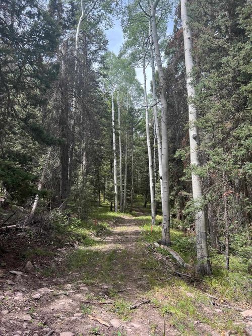 427 Juniper Dr, Cimarron, CO, 81220 | Card Image