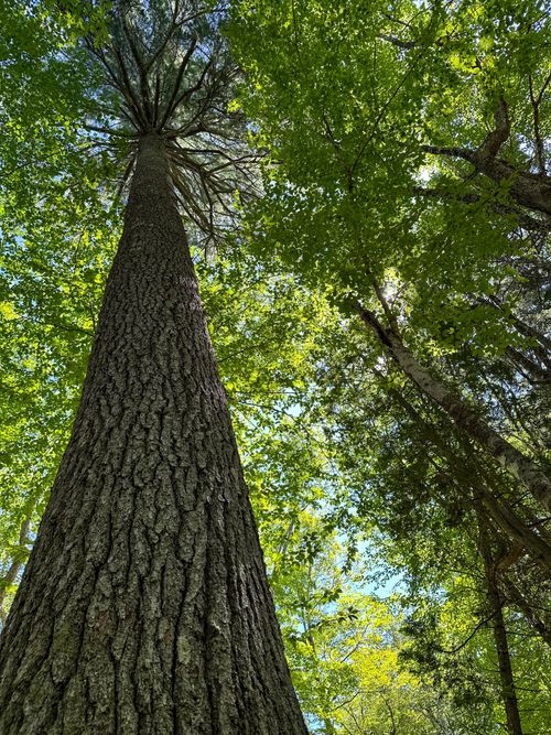 505254 Old County Road, Sedgwick, ME, 04676 | Card Image