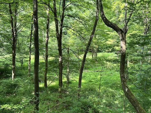 TBD Indian Fork Rd, Parsons, WV, 26287 | Card Image