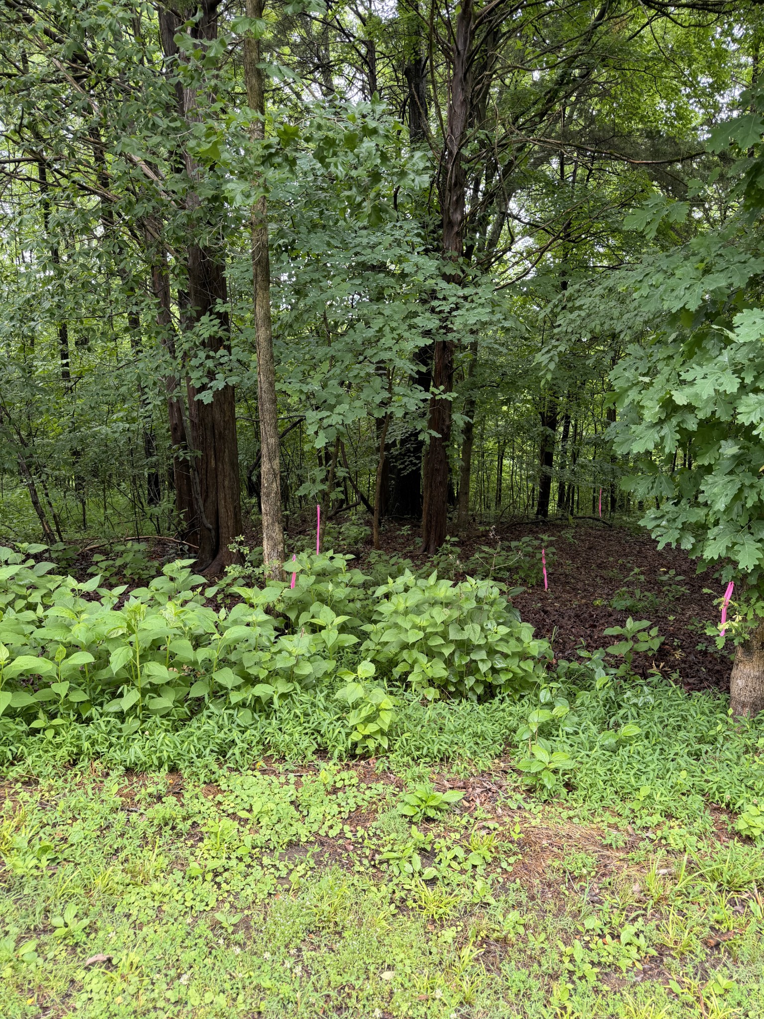 Land in Estill Springs 4