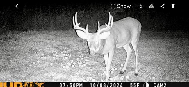 The elusive buck | Image 45