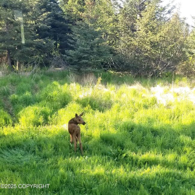 Baby in the yard | Image 22