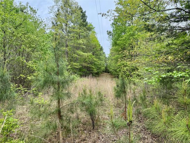 0 County Road 2742, Home with 0 bedrooms, 0 bathrooms and null parking in Naples TX | Image 29