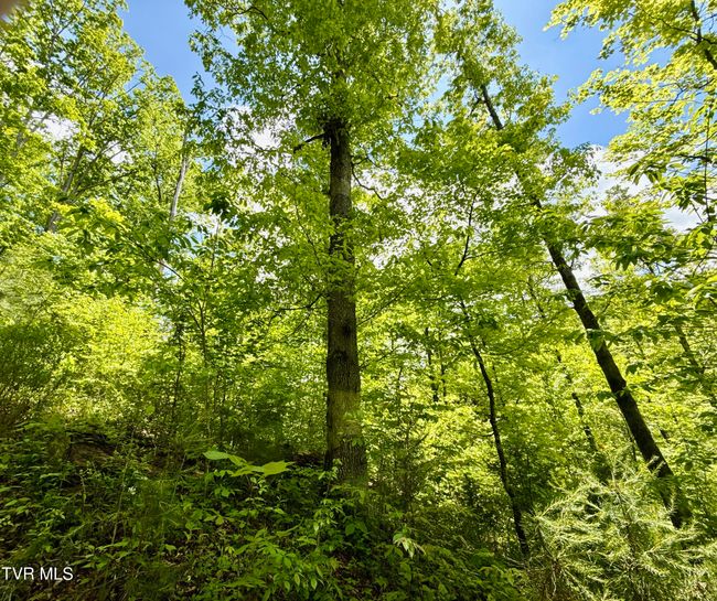 47 Tbd Enoch Rd, Home with 0 bedrooms, 0 bathrooms and null parking in Eidson TN | Image 13