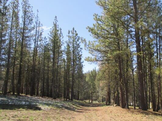 Land in Beatty 3