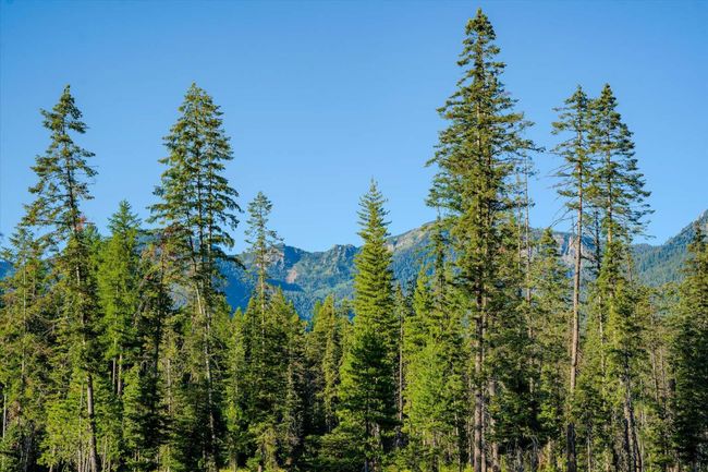 View of mountain background featuring a forest | Image 65