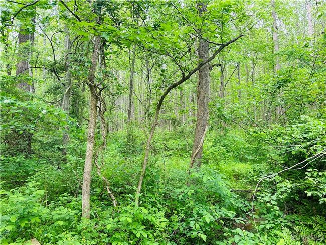 View of tree filled area | Image 4
