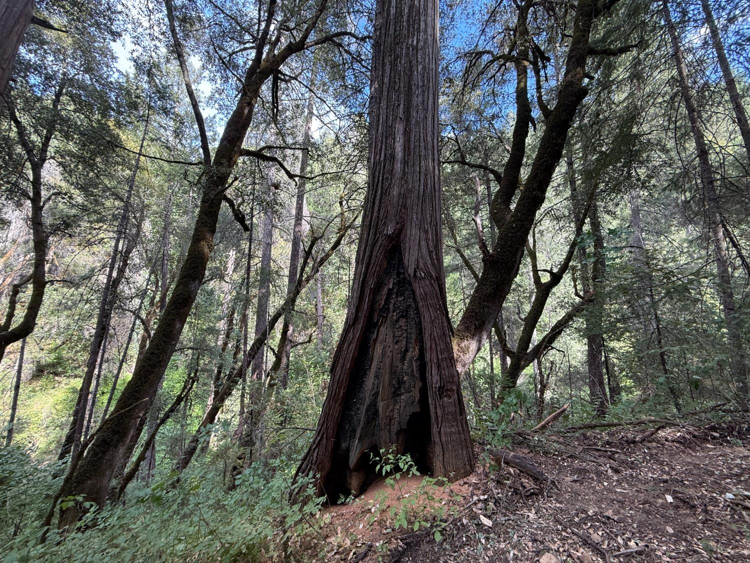 Land in Nevada City 3