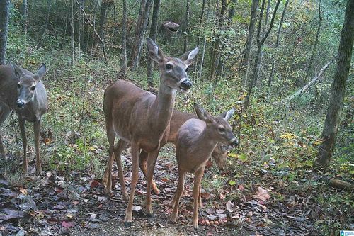 1-0 Kanasita Dr, Pell City, AL, 35128 | Card Image