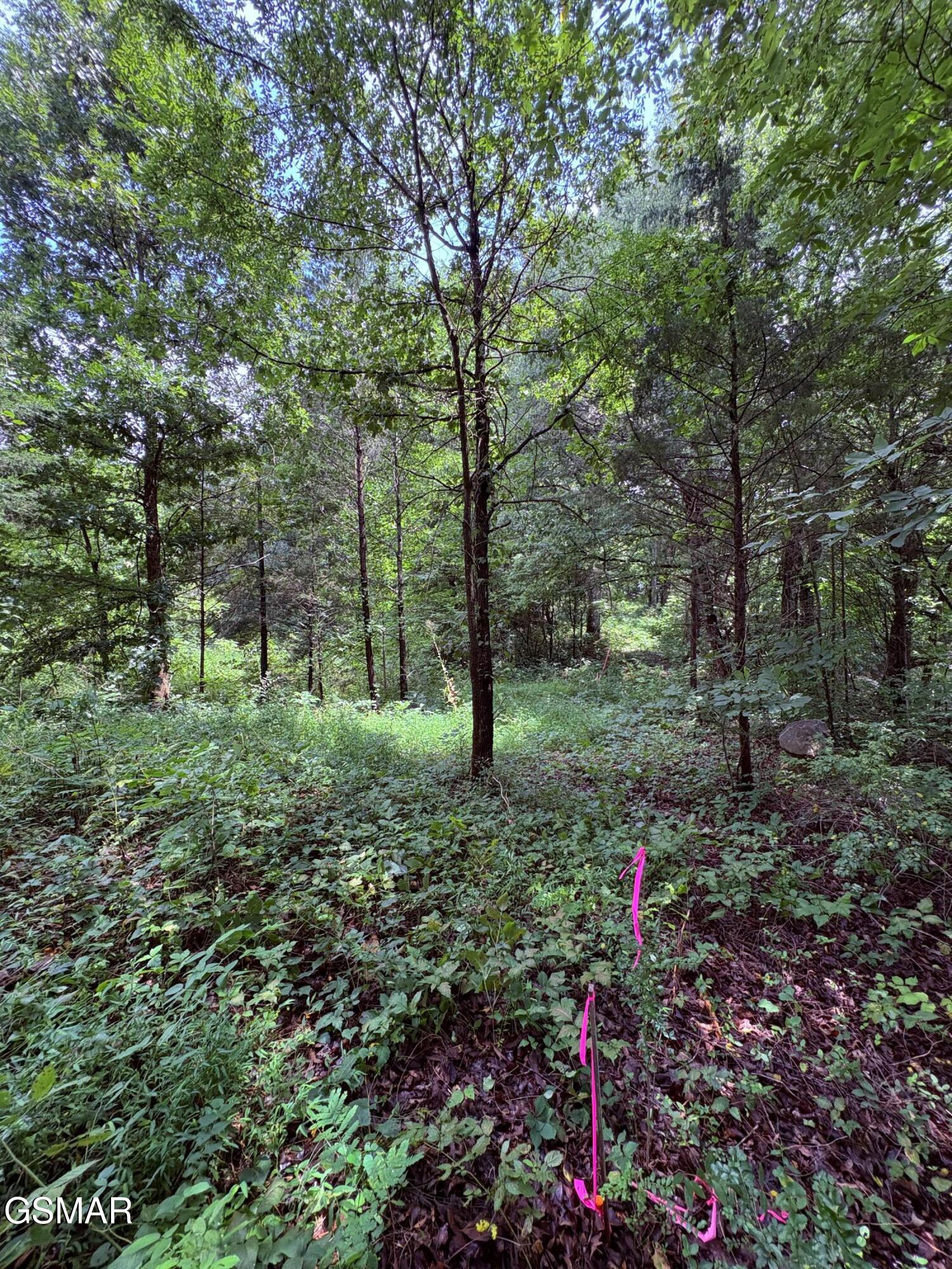 Land in Strawberry Plains 5