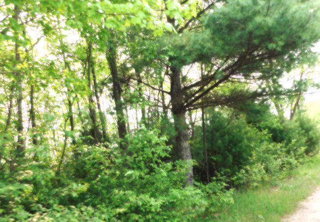 B2682 - 15880 Potter Rd, Home with 0 bedrooms, 0 bathrooms and null parking in Kaleva MI | Image 6