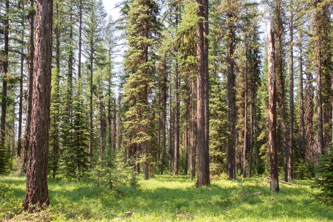 Healthy forest. | Image 48