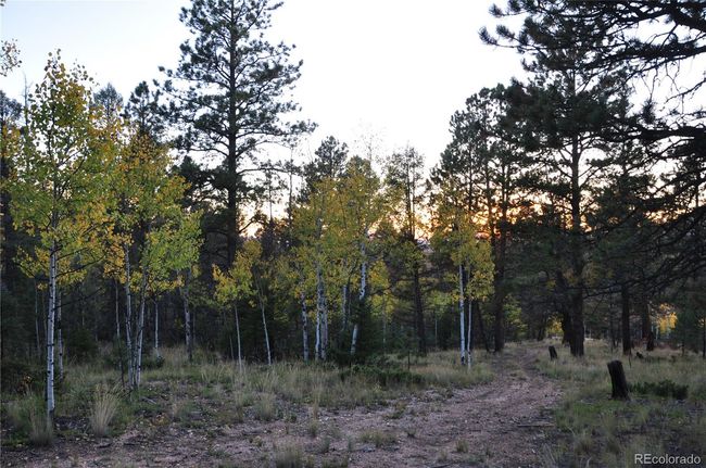1299 Rangeview Rd, Home with 0 bedrooms, 0 bathrooms and null parking in Divide CO | Image 5