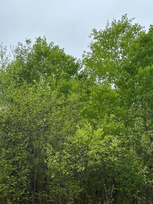 lot-10-ON Kelly Dam Rd, Tomahawk, WI, 54487 | Card Image