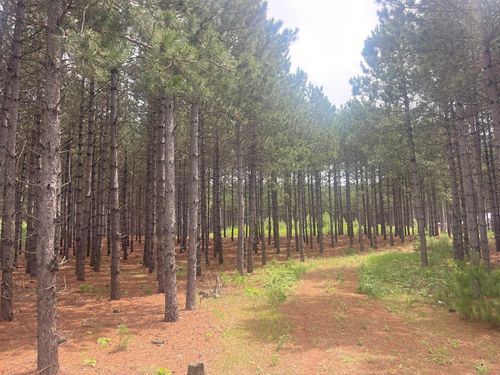 TBD2 County Road 2, Nevis, MN, 56467 | Card Image