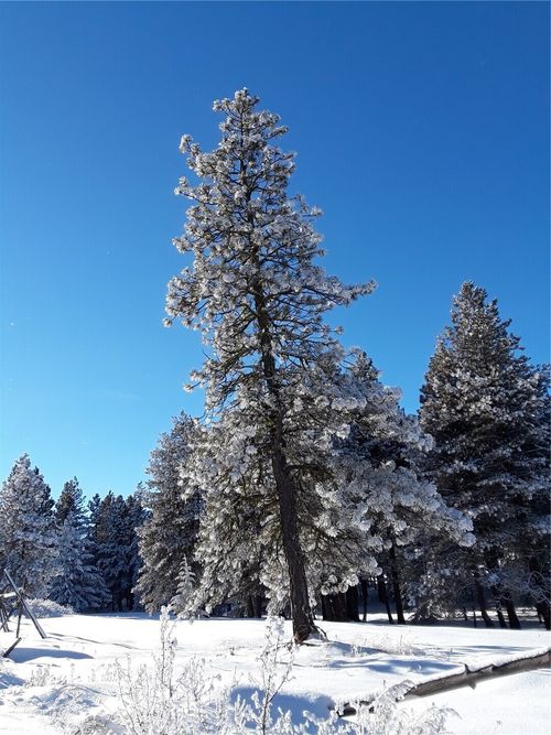 0 Muledeer Rd, East Wenatchee, WA, 98802 | Card Image