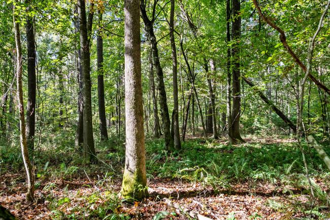 HFL_OSBORNE TRACT-29 | Image 31