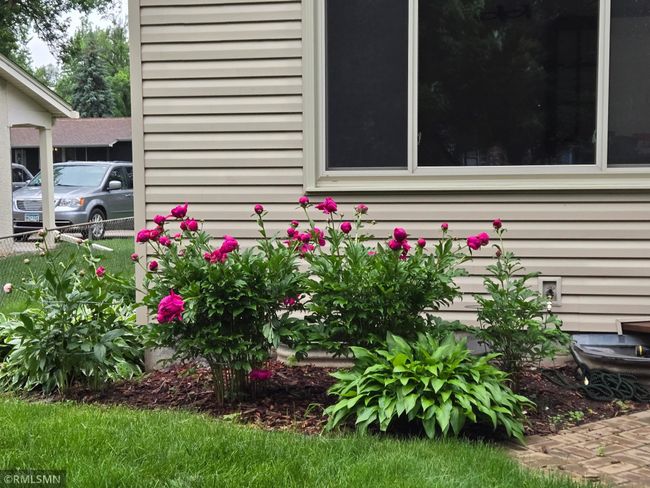 Landscaped with Peonies and Hostas | Image 7
