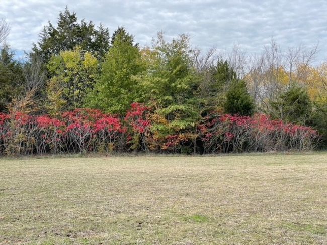 Fall foliage | Image 25